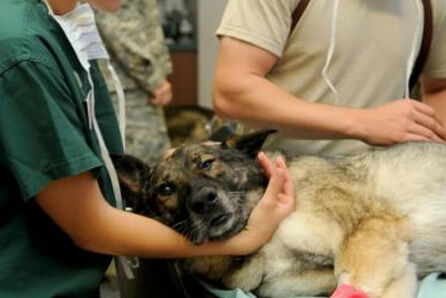 emergency vets in Gainesville
