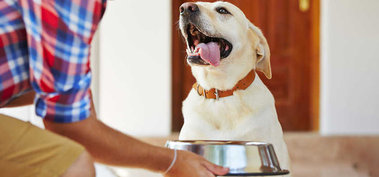 animal hospital nutritional consulting in Americus