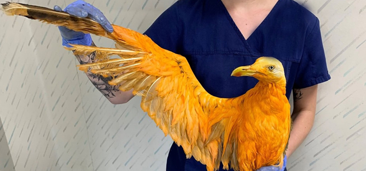 bird regular veterinary dispensary in Tifton