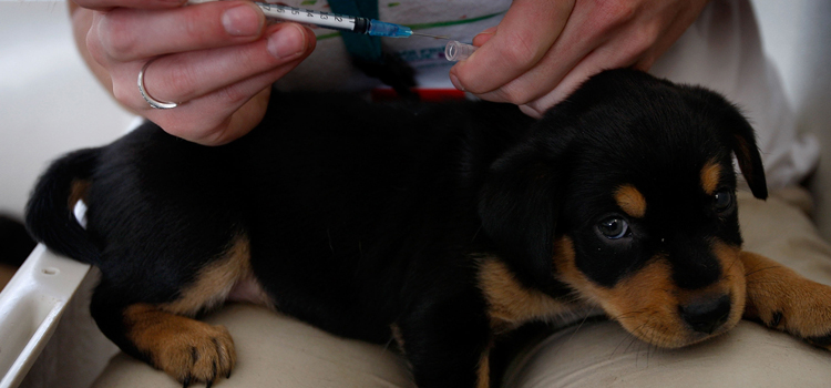 dog vaccination dispensary in Tillmans Corner